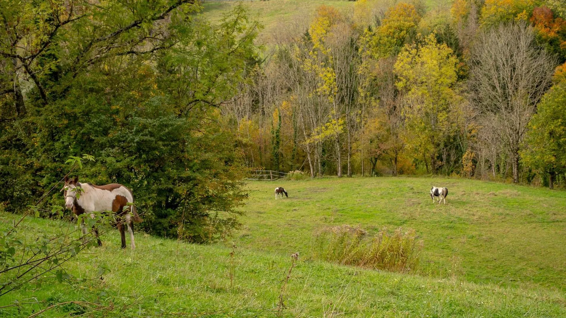 Le Palefroi De Merlas 0*,